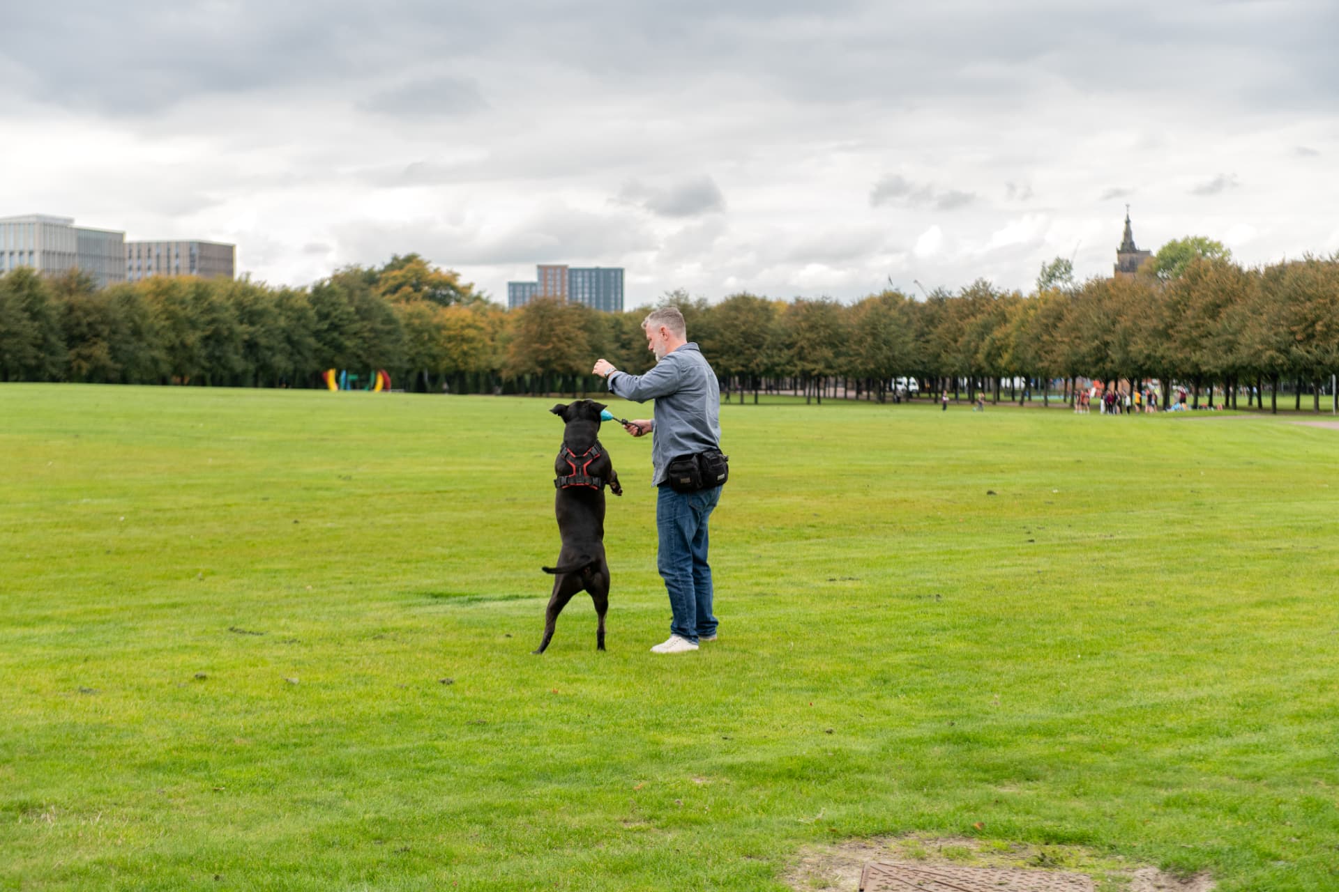 Dog holding attention on its handler during obedience training in a Glasgow park