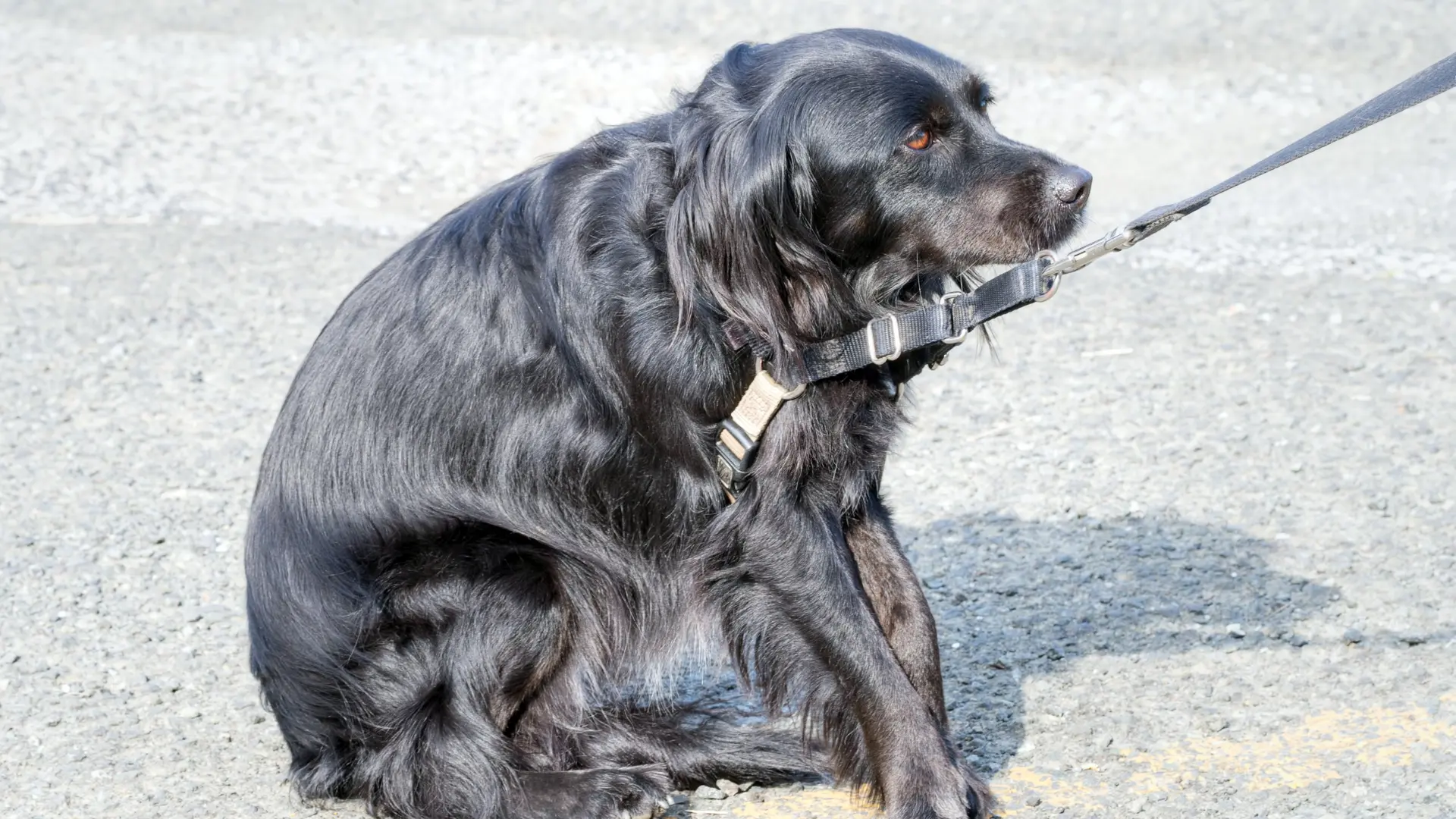 Fearful dog in a harness sitting nervously on a pavement during anxiety rehabilitation