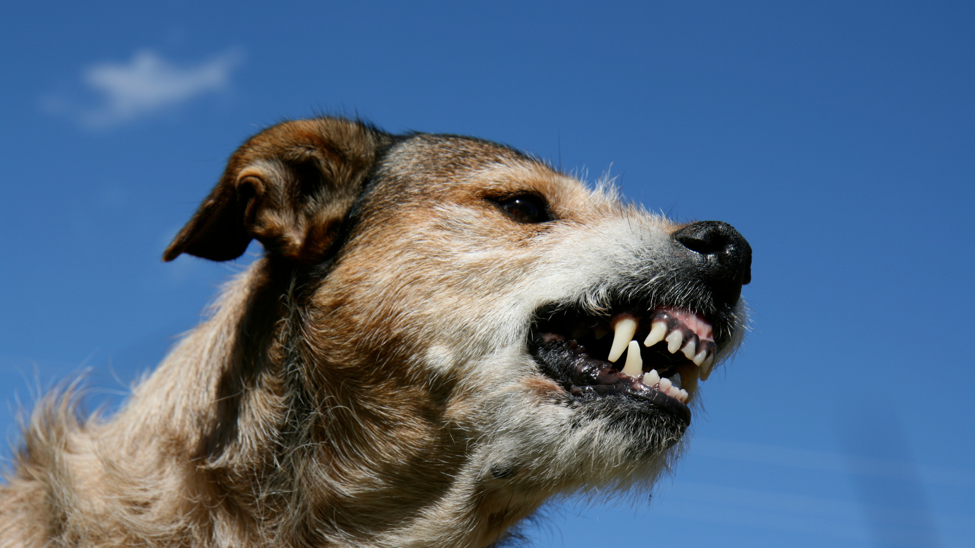 Reactive dog barking outdoors during a dog aggression and reactivity behaviour assessment