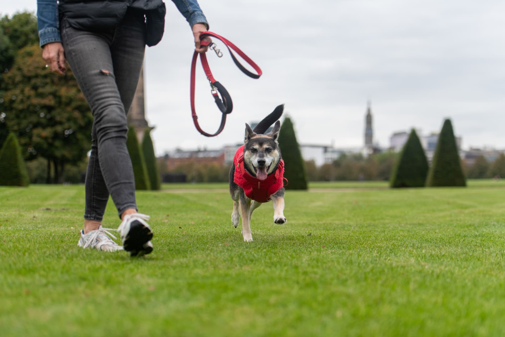 Loose-lead walking coaching with a dog in a red coat in Glasgow