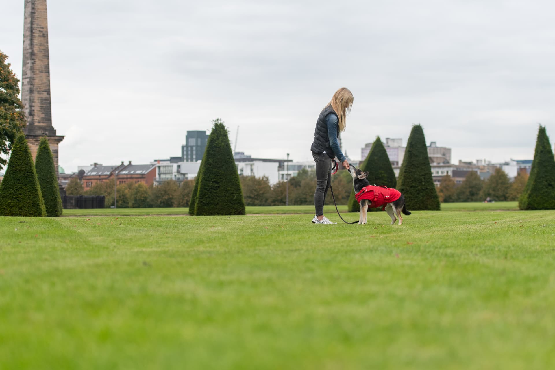 Reward-based training with an adolescent dog wearing a red coat in Glasgow