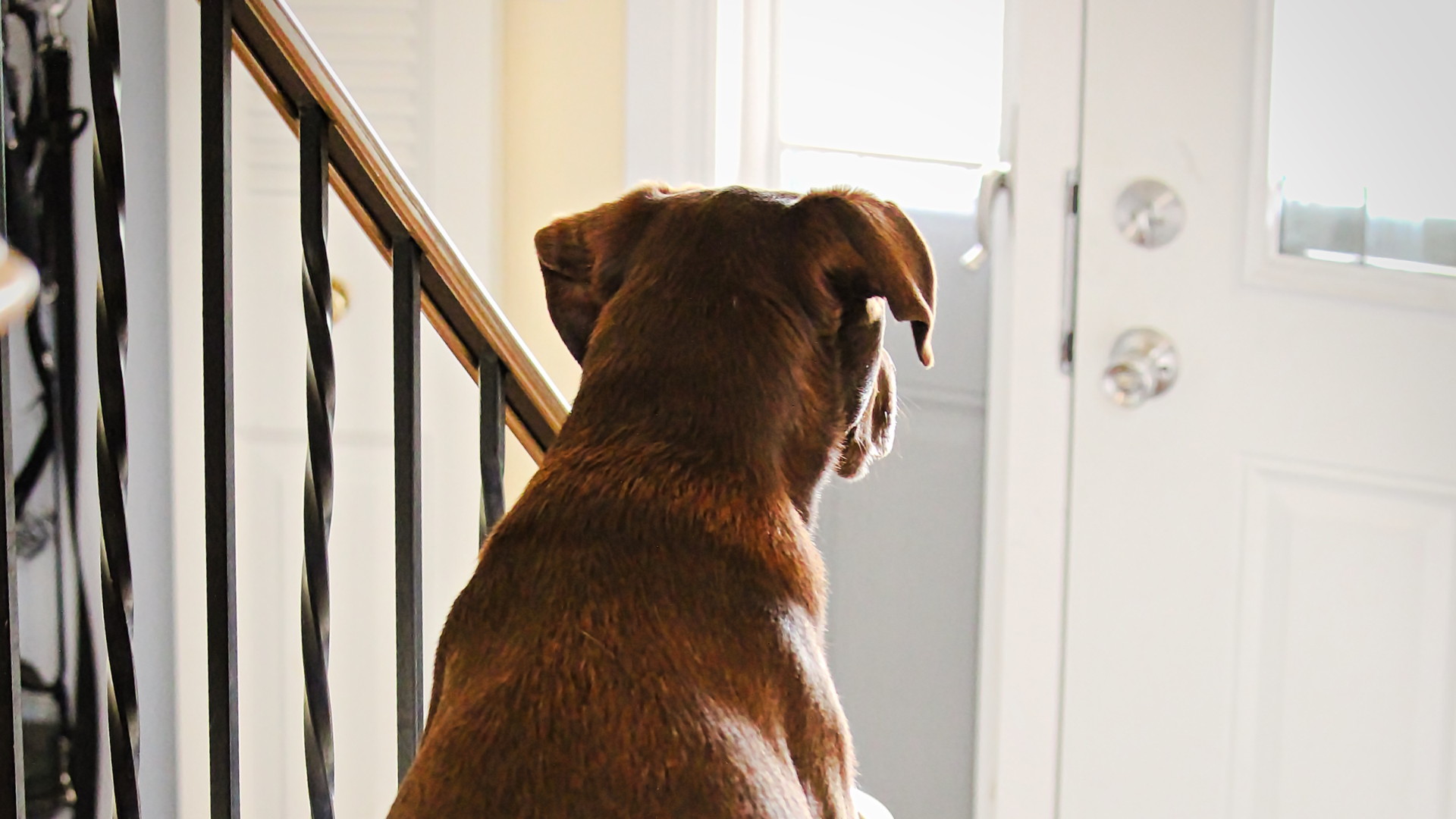 Dog watching out of a glass door alone, a common sign of separation anxiety