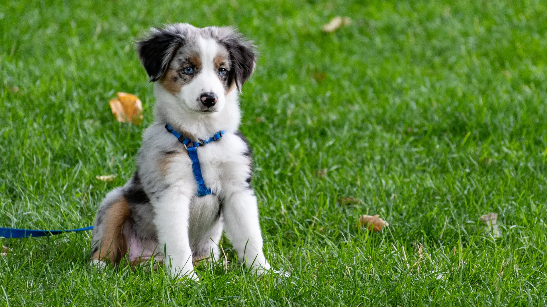 Blue merle puppy in a harness sitting on grass during puppy training in Glasgow