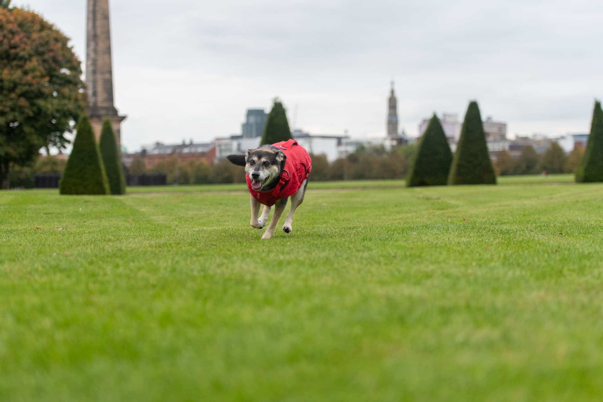 Dog in a red coat running freely during recall training in a Glasgow park