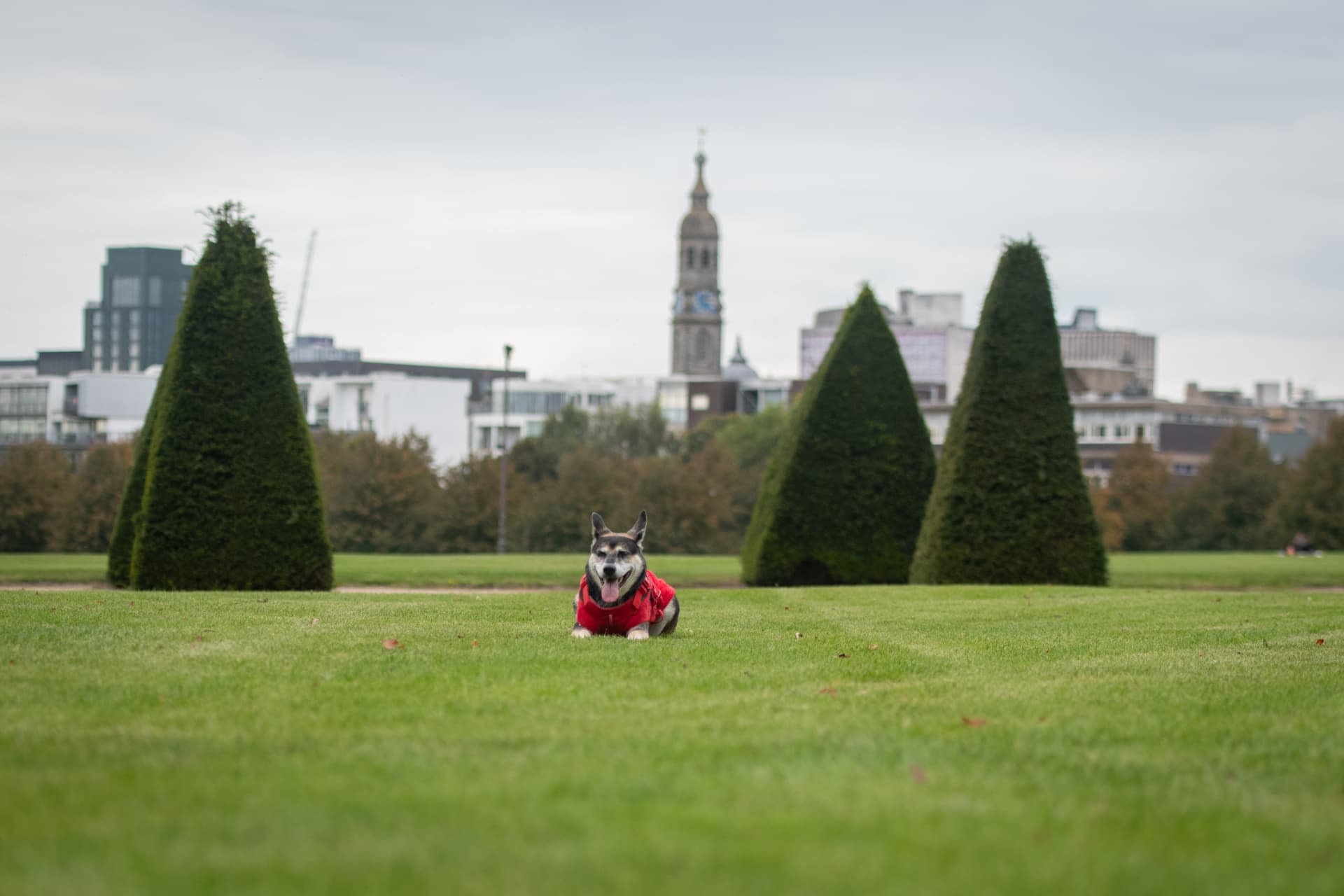 Dog lying calmly in a Glasgow park after off-lead recall practice